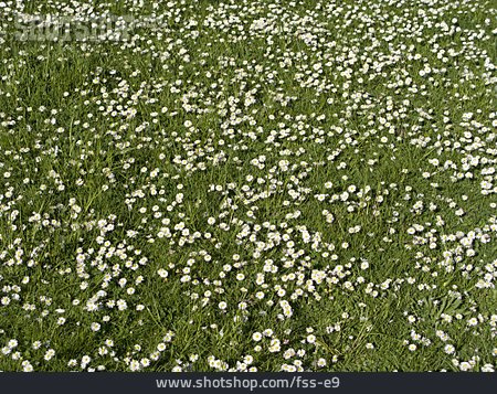 
                Blumenwiese, Gänseblümchen                   