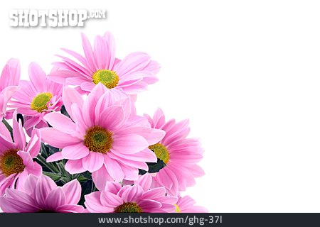 
                Blumenstrauß, Chrysantheme, Chrysanthemenblüte                   