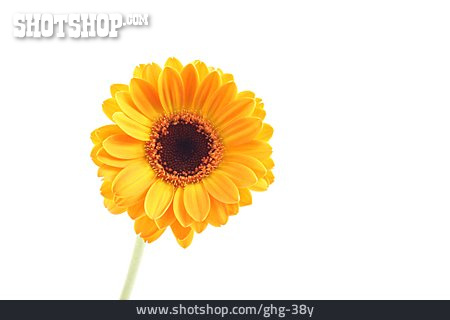 
                Blume, Blüte, Gerbera                   