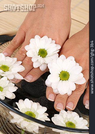 
                Hautpflege, Chrysantheme, Maniküre                   