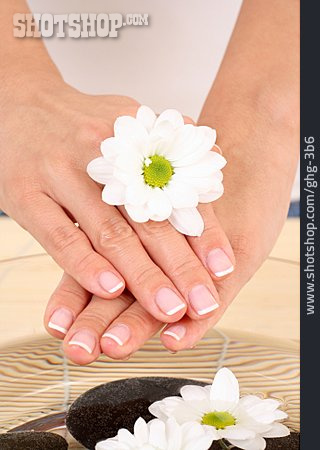 
                Chrysantheme, Handpflege                   