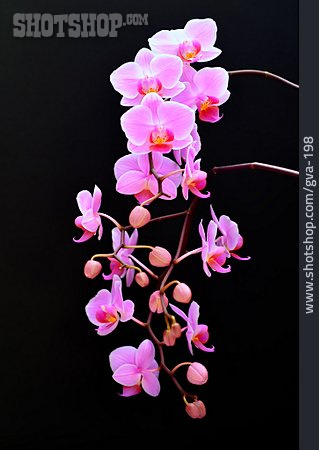 
                Orchidee                   