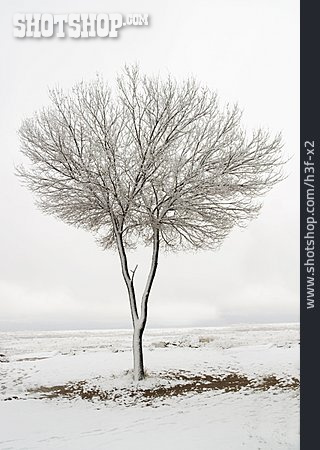 
                Baum, Winter, Jahreszeit                   