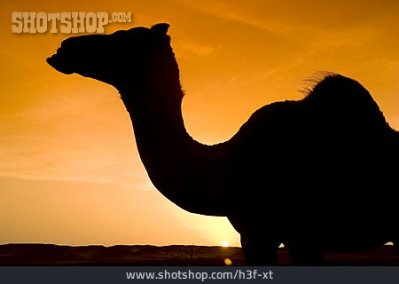 
                Sonnenuntergang, Silhouette, Kamel                   