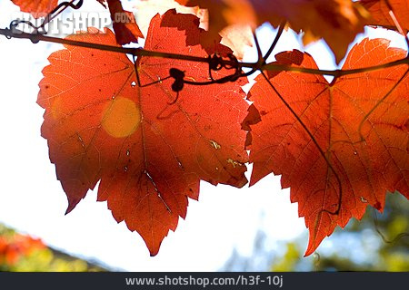 
                Herbst, Laub, Weinblatt                   