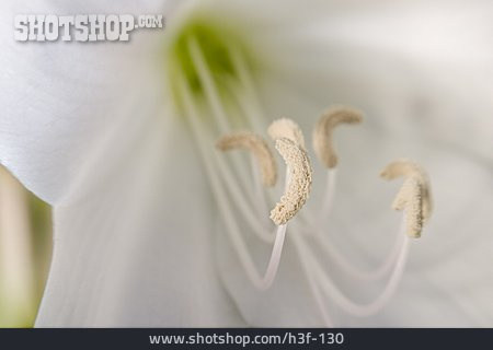 
                Staubgefäße, Lilienblüte                   