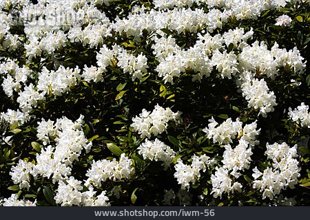 
                Rhododendron, Strauch, Azalee                   
