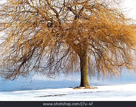 
                Baum, Winter, Gefroren, Alster                   
