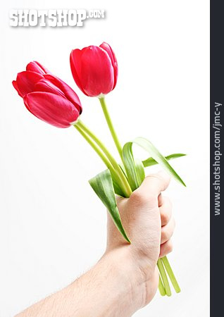 
                Tulpe, Muttertag, Valentinstag                   