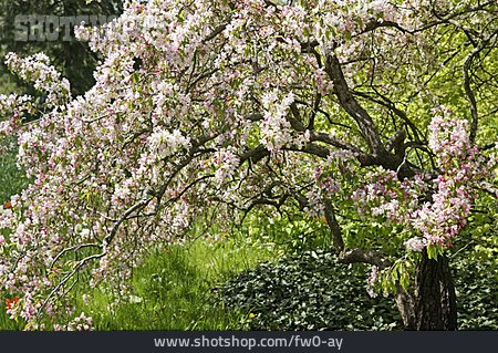 
                Kirschbaum, Frühling, Blühen                   