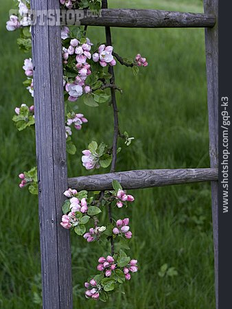 
                Zweig, Leiter, Apfelblüte                   