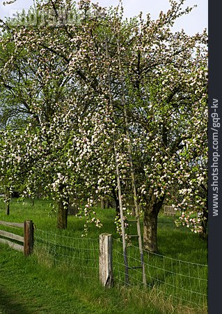 
                Leiter, Apfelblüte, Apfelbaum                   