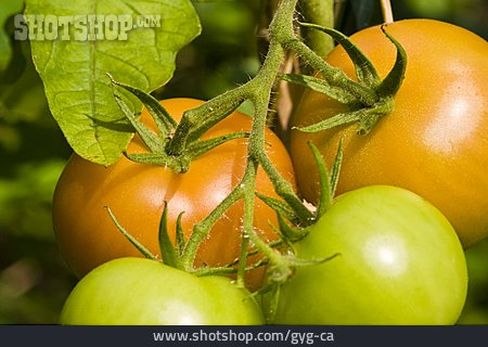 
                Tomate, Rispentomate, Tomatenpflanze                   