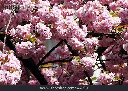 
                Kirschblüte, Baumblüte, Japanische Blütenkirsche                   