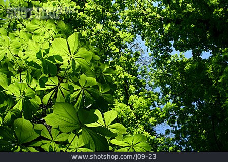 
                Kastanie, Kastanienbaum, Blattwerk, Baumblatt, Blätterdach                   
