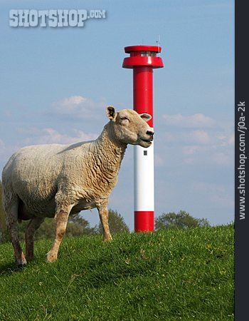 
                Schaf, Leuchtturm, Deich                   