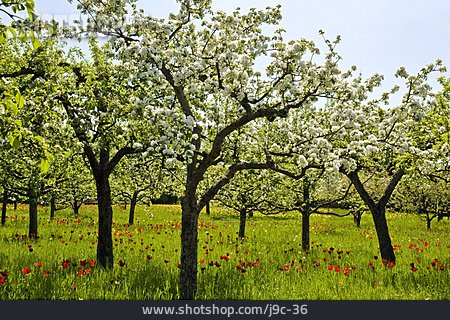 
                Apfelbaum, Obstplantage                   