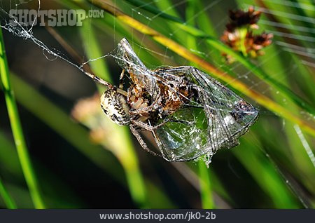 
                Spinne, Beute, Verpuppen                   