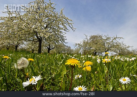 
                Wiese, Löwenzahn, Blumenwiese, Gänseblümchen                   