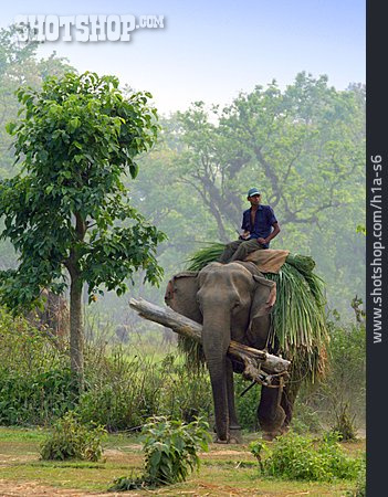 
                Arbeitende Tiere, Elefant, Nepal                   