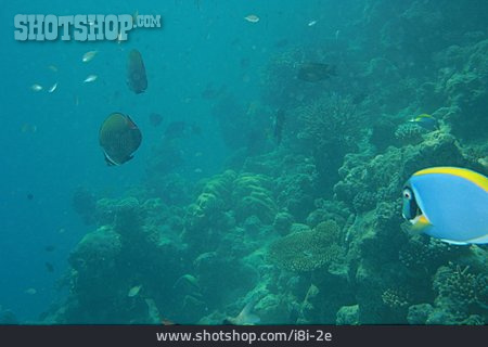 
                Unterwasser, Korallenriff, Korallenfisch                   
