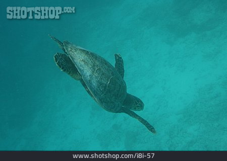 
                Schildkröte, Meeresschildkröte                   
