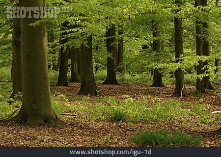 
                Wald, Laubwald, Buchenwald                   
