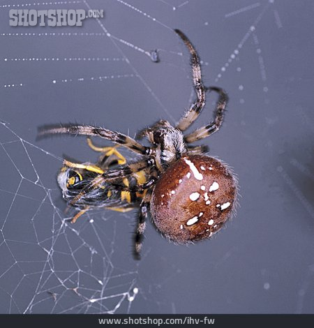 
                Spinnennetz, Nahrung & Nahrungsaufnahme, Kreuzspinne                   
