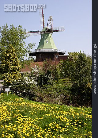 
                Blumenwiese, Windmühle                   