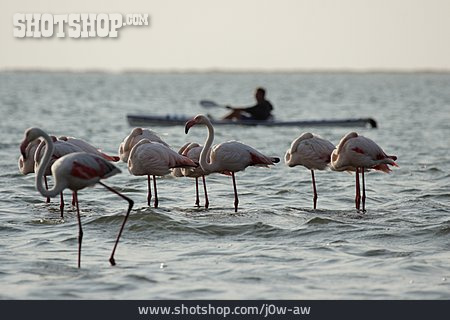 
                Flamingo, Rosaflamingo, Kanufahrer                   
