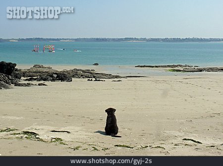 
                Strand, Hund, Hundewelpe                   