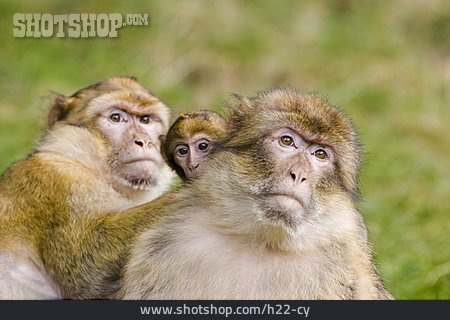 
                Berberaffe, Affenbaby, Affenfamilie                   