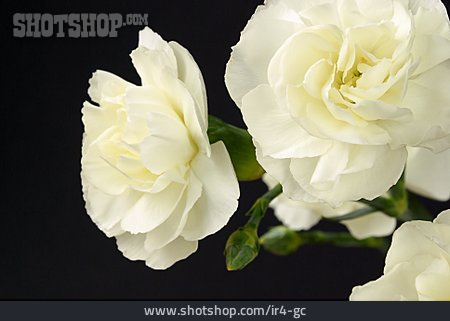
                Rose, Rosenblüte, Weiße Rose                   