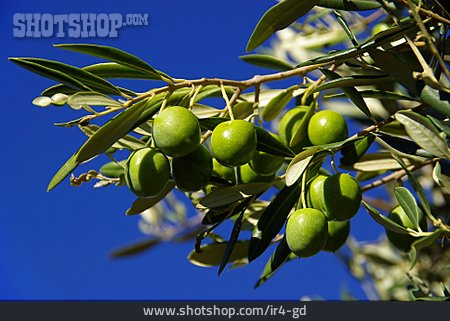
                Olivenzweig, Olive, Olivenbaum                   