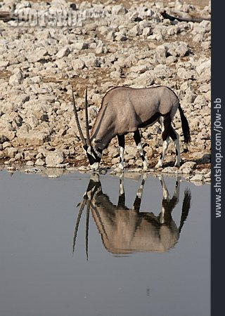 
                Wasserstelle, Antilope, Oryx-antilope, Spießbock                   
