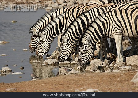 
                Wasserstelle, Zebra, Zebraherde                   