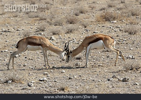 
                Kampf, Antilope, Springbock                   