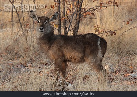 
                Antilope, Wasserbock                   