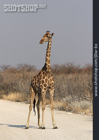 
                Wildtier, Giraffe                   