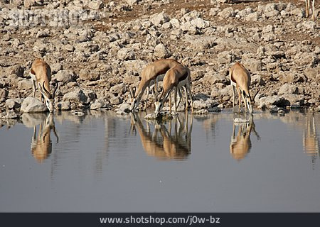 
                Water Body, Springbok                   