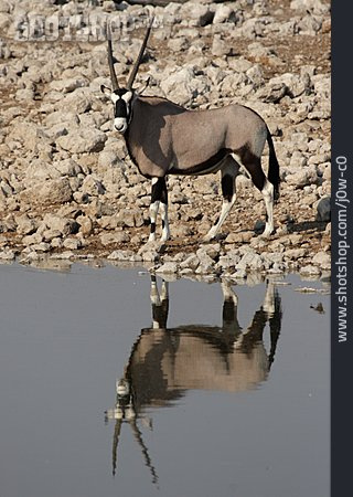 
                Wasserstelle, Antilope, Oryx-antilope                   