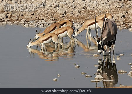 
                Wasserstelle, Springbock, Oryx-antilope                   