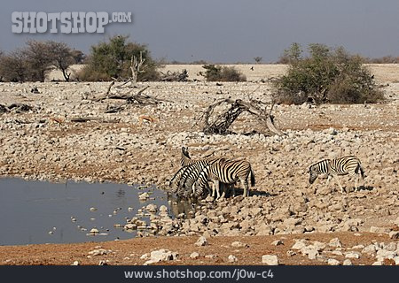
                Wildtier, Zebra, Zebraherde, Springbock                   