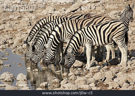 
                Wasserstelle, Zebra, Zebraherde                   
