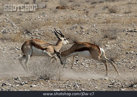 
                Kampf, Antilope, Rivalen, Springbock                   