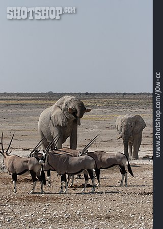 
                Wildtier, Afrika, Afrikanischer Elefant, Oryx-antilope                   