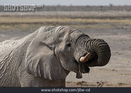 
                Trinken, Elefant, Afrikanischer Elefant                   