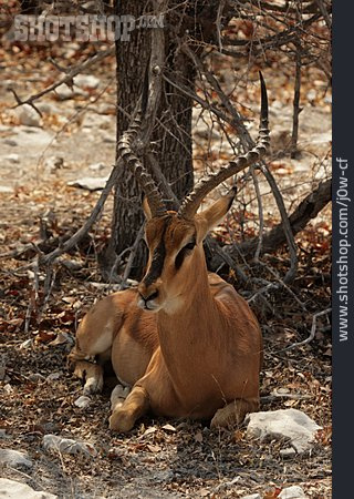 
                Antilope, Schwarznasenimpala, Impala                   