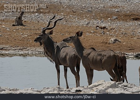 
                Wasserloch, Antilope, Großer Kudu                   