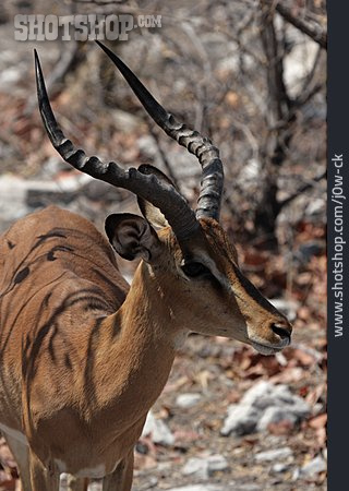 
                Antilope, Schwarznasenimpala                   